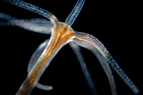 Кракен что за сайт